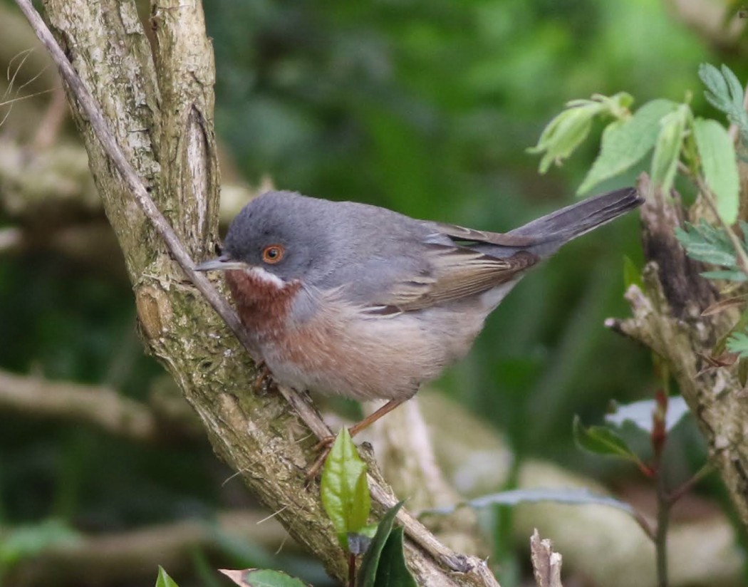 Subalpine Warbler