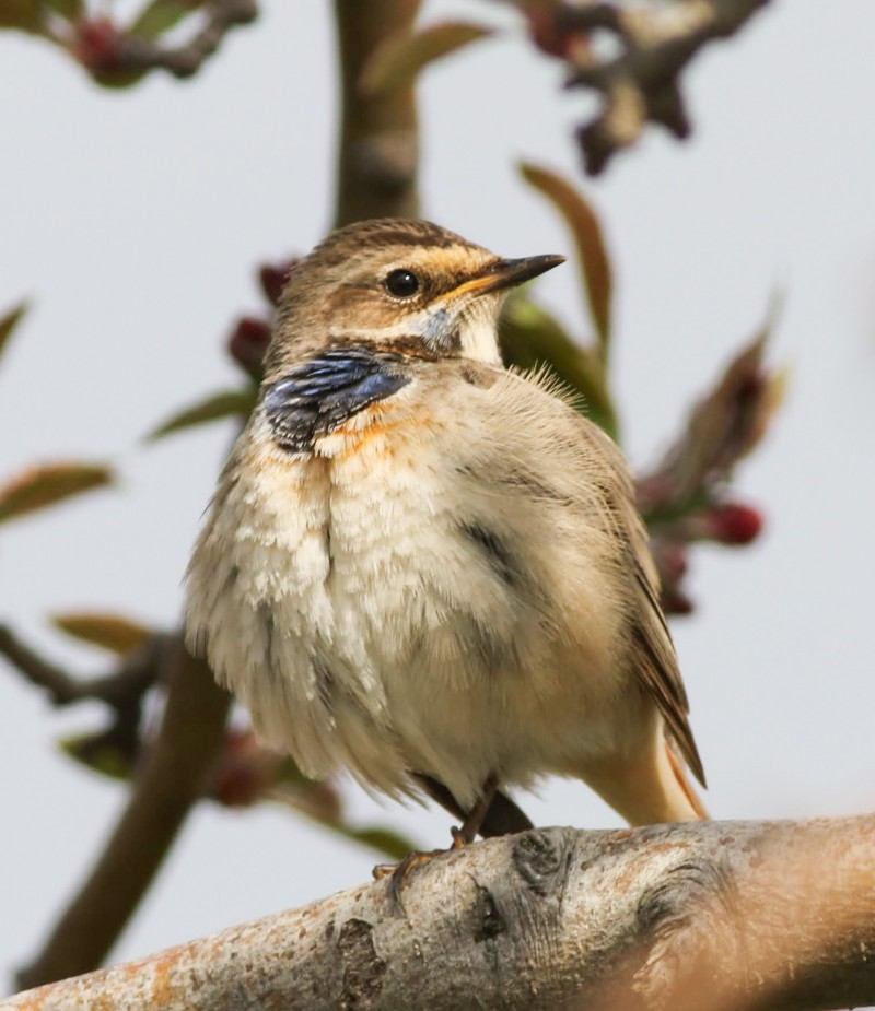 Bluethroat