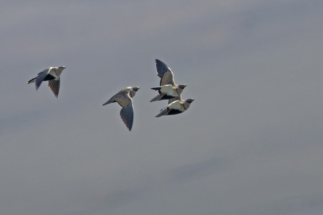 Black-bellied Sandgrouse