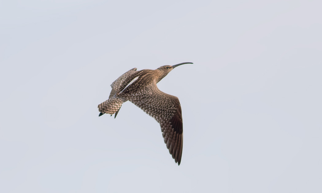 Eurasian Curlew