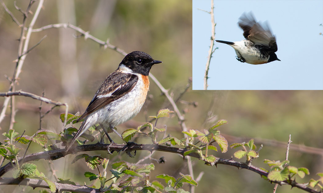 Siberian Stonechat