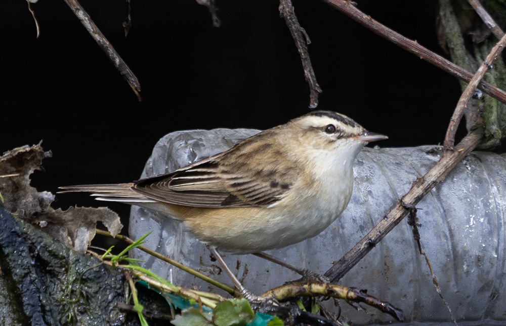 Sedge Warbler