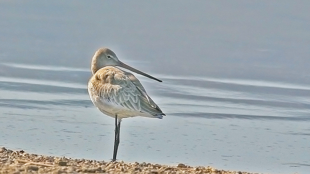 Black-tailed Godwit