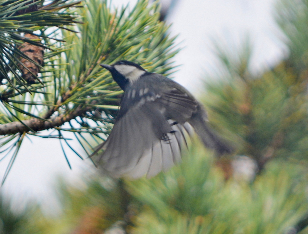Coal Tit