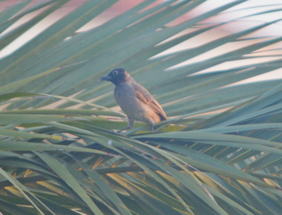 White-spectacled Bulbul