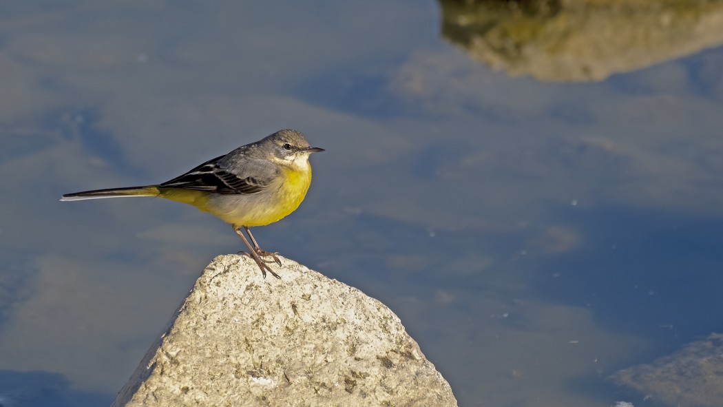 Grey Wagtail
