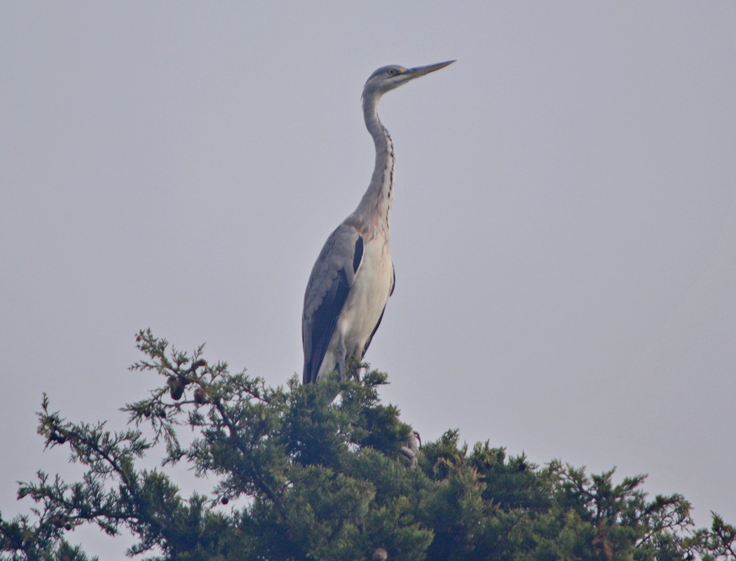 Grey Heron