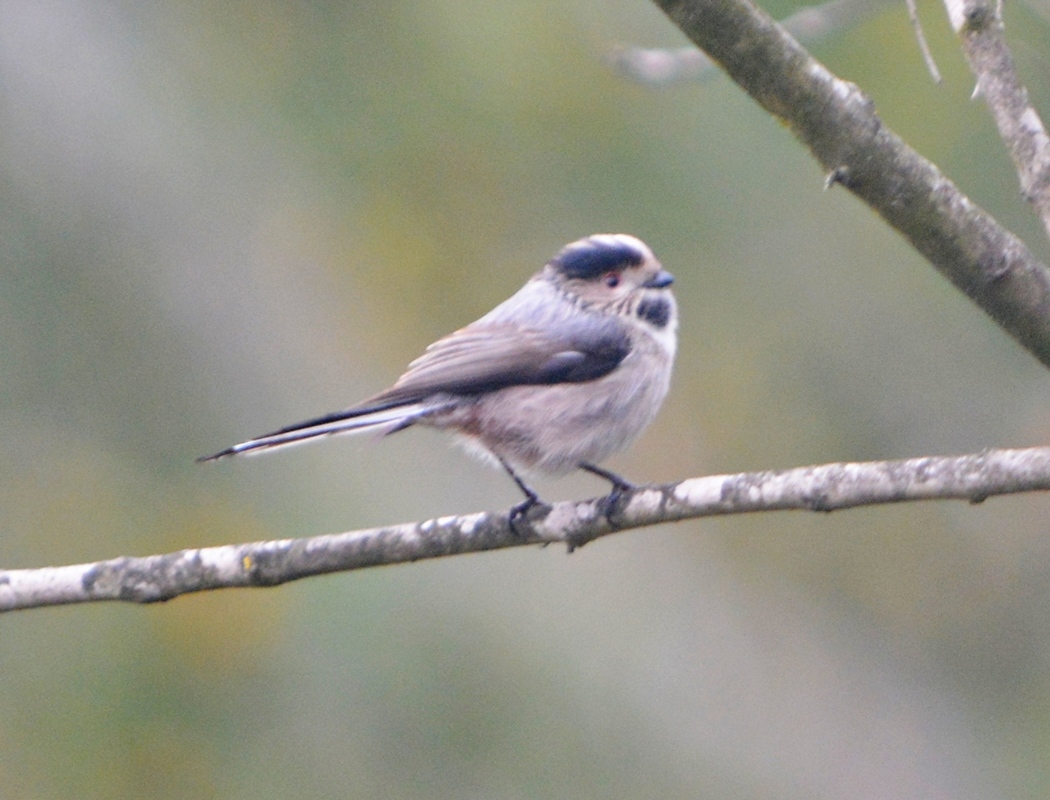 Long-tailed Tit