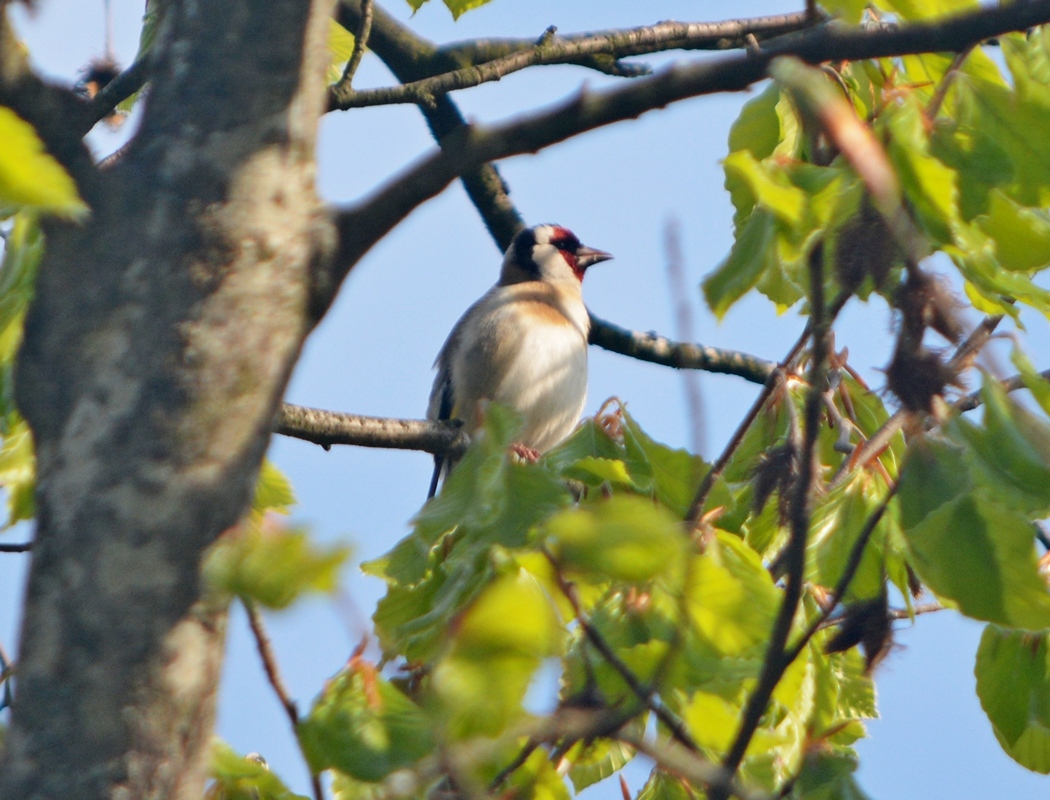 European Goldfinch