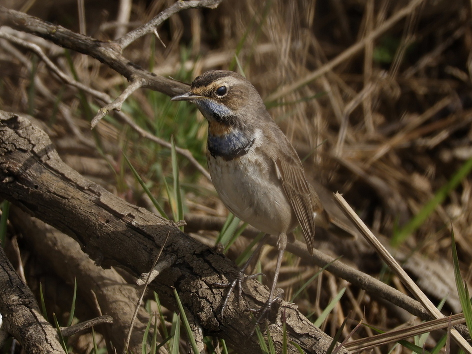 Bluethroat