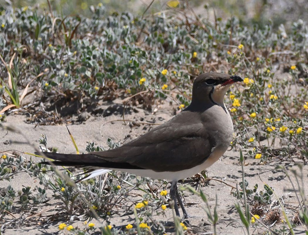 Black-winged Pratincole