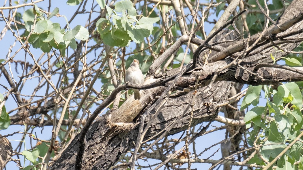 Eastern Olivaceous Warbler
