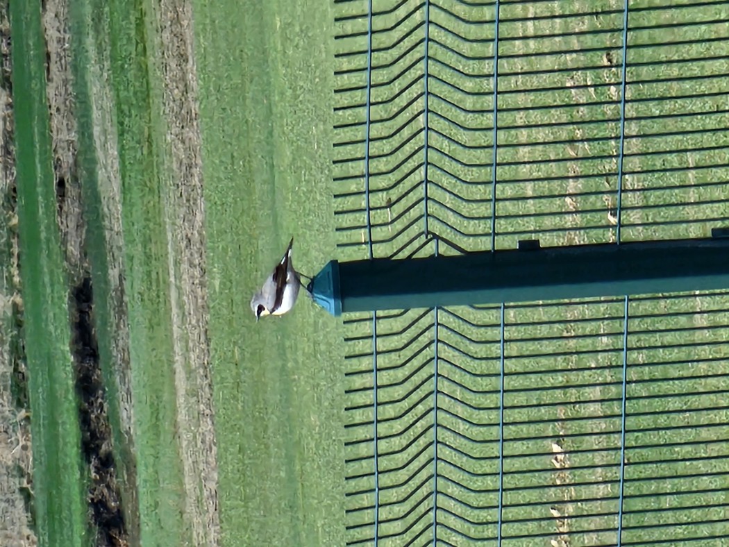 Northern Wheatear
