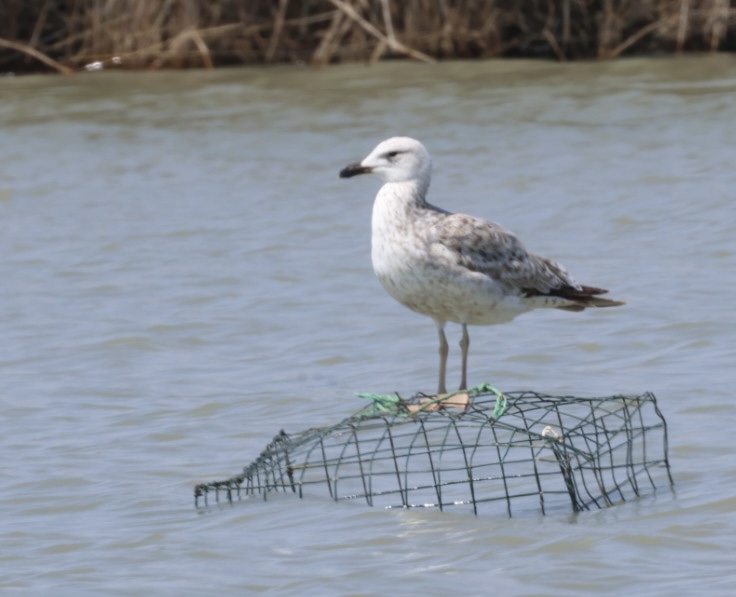 Armenian Gull