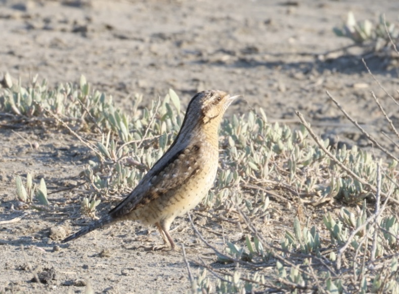 Eurasian Wryneck