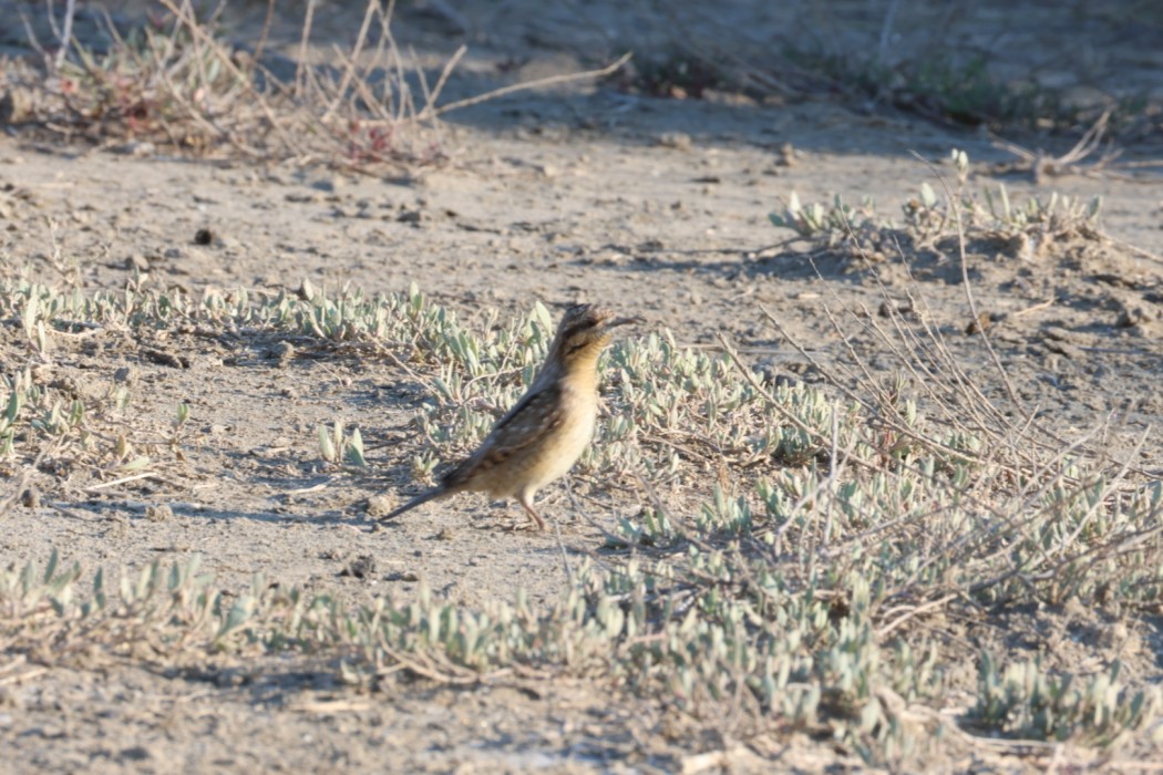 Eurasian Wryneck