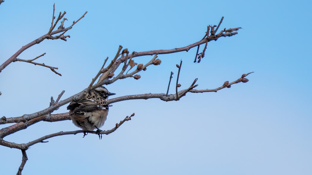 Whinchat