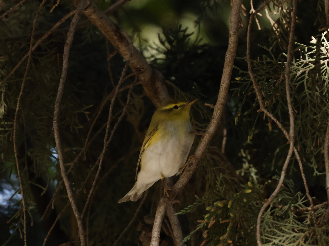 Wood Warbler