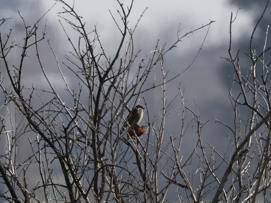 Eurasian Tree Sparrow