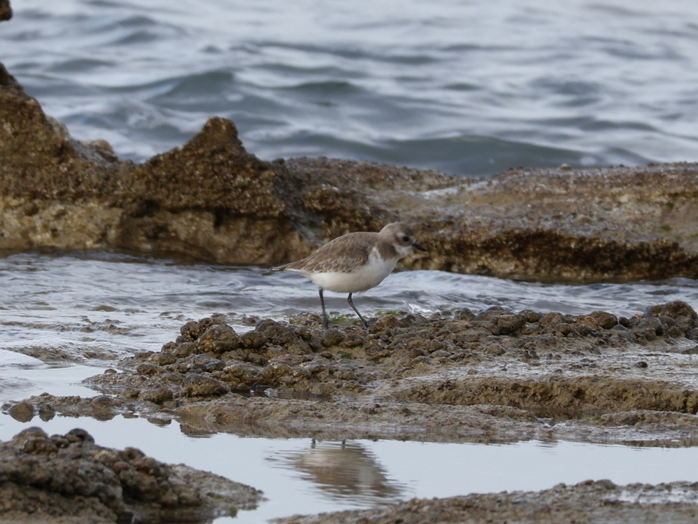 Tibetan Sand Plover