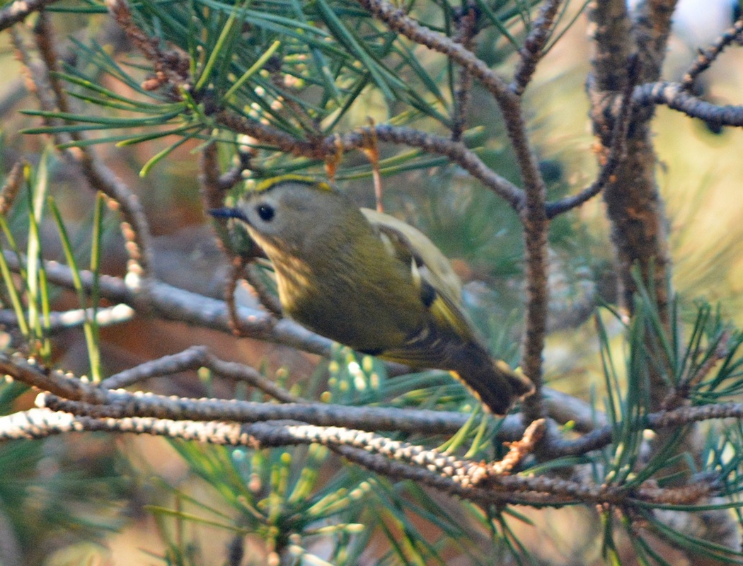 Goldcrest
