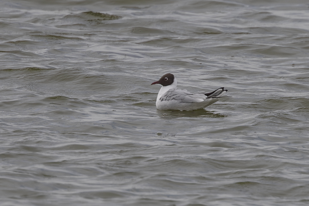 Black-headed Gull