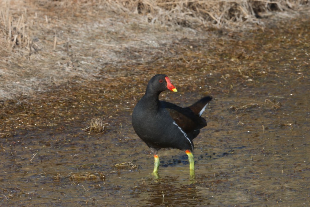 Common Moorhen