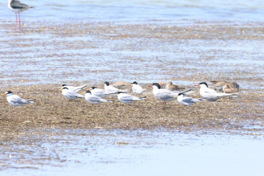 Little Tern
