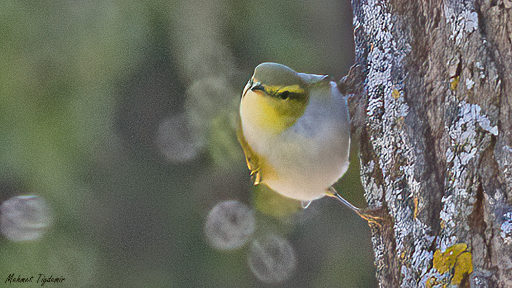 Wood Warbler