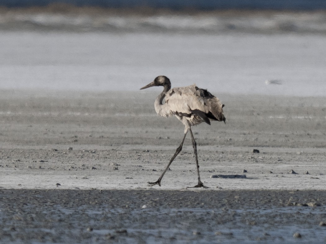 Common Crane