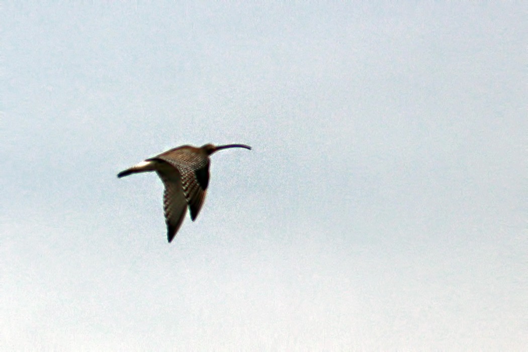 Eurasian Curlew