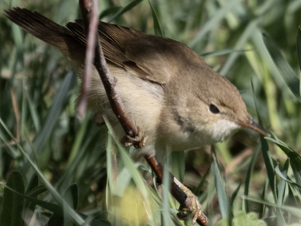 Common Reed Warbler