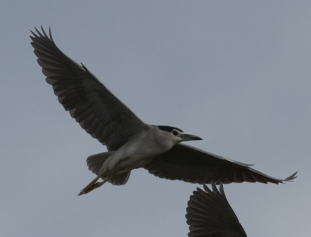 Black-crowned Night Heron