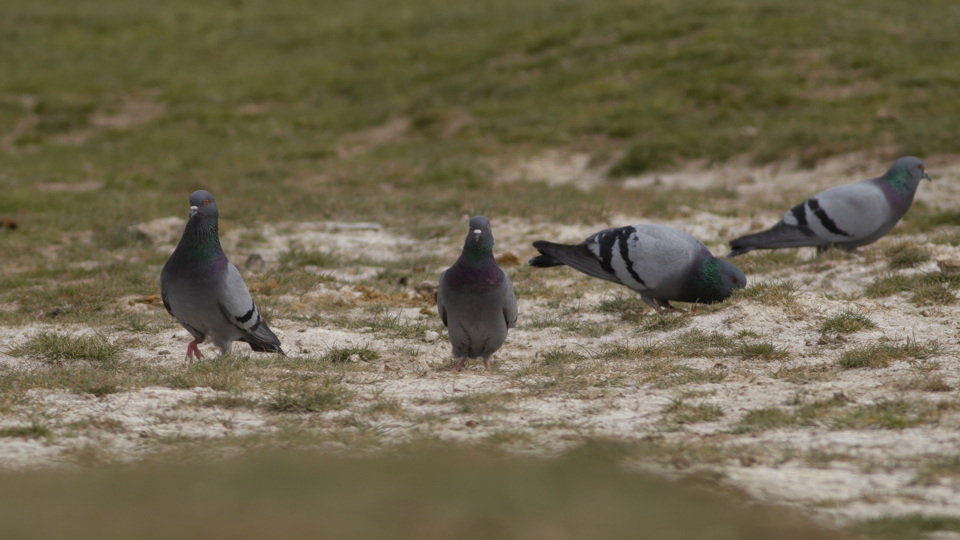 Rock Dove