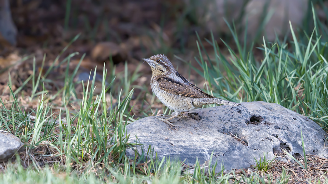 Eurasian Wryneck