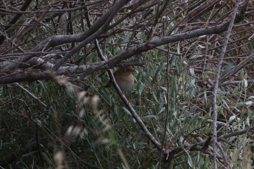 Common Nightingale