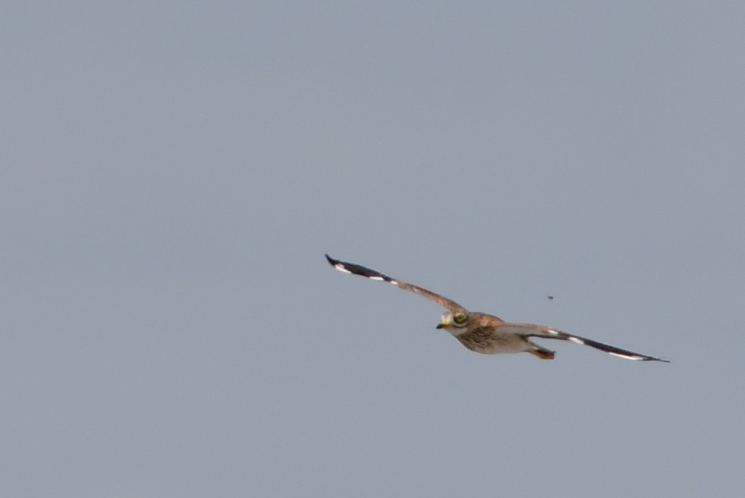 Eurasian Stone-curlew
