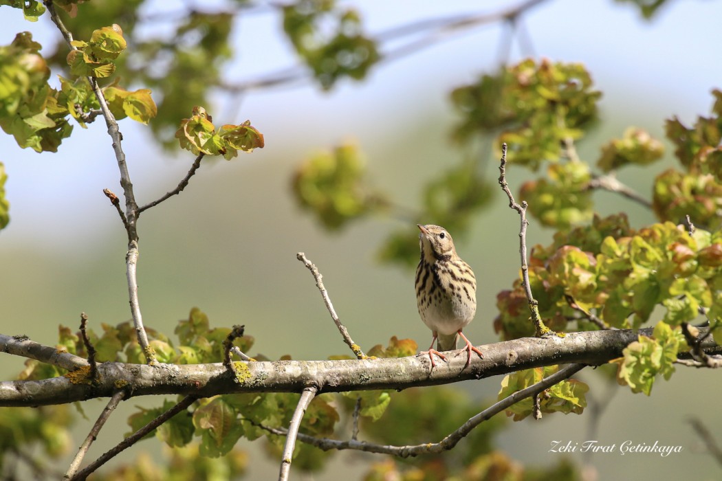 Tree Pipit
