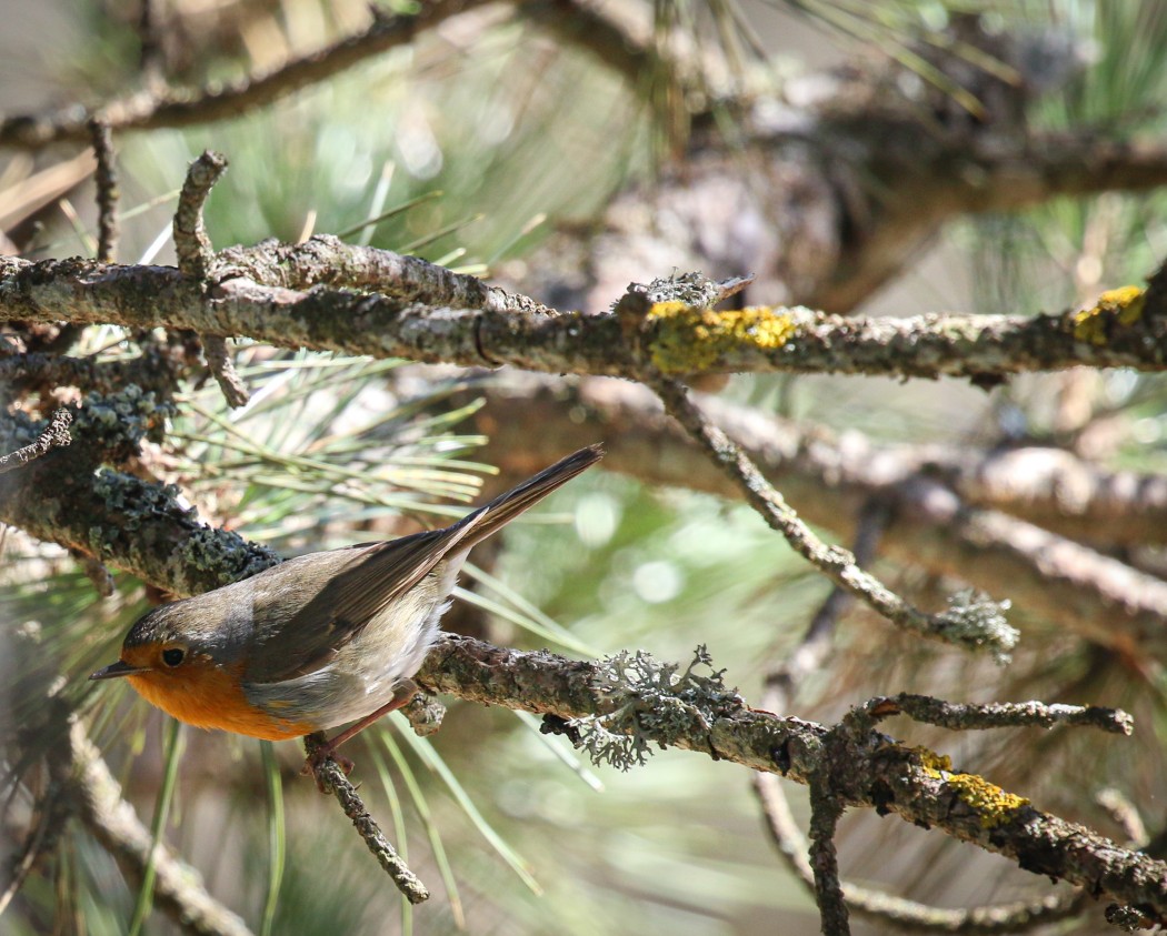 European Robin
