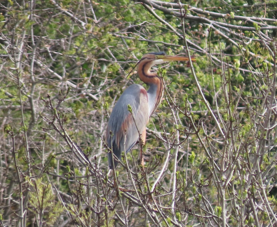 Purple Heron