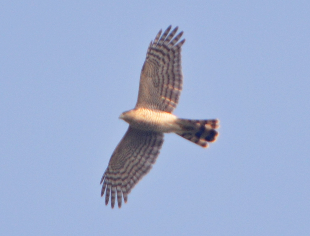 Atmaca