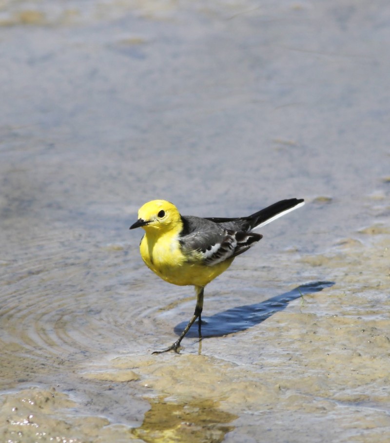 Citrine Wagtail
