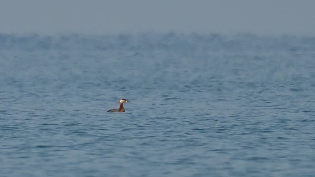 Red-necked Grebe