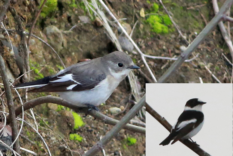 Collared Flycatcher