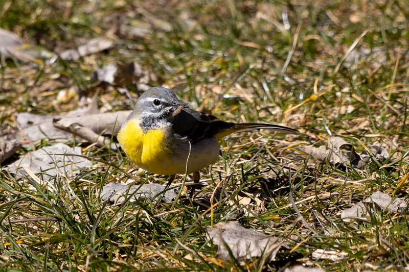 Grey Wagtail