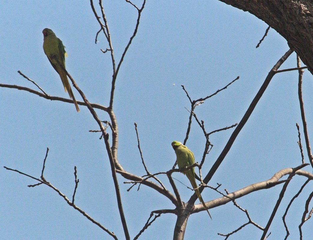 Rose-ringed Parakeet