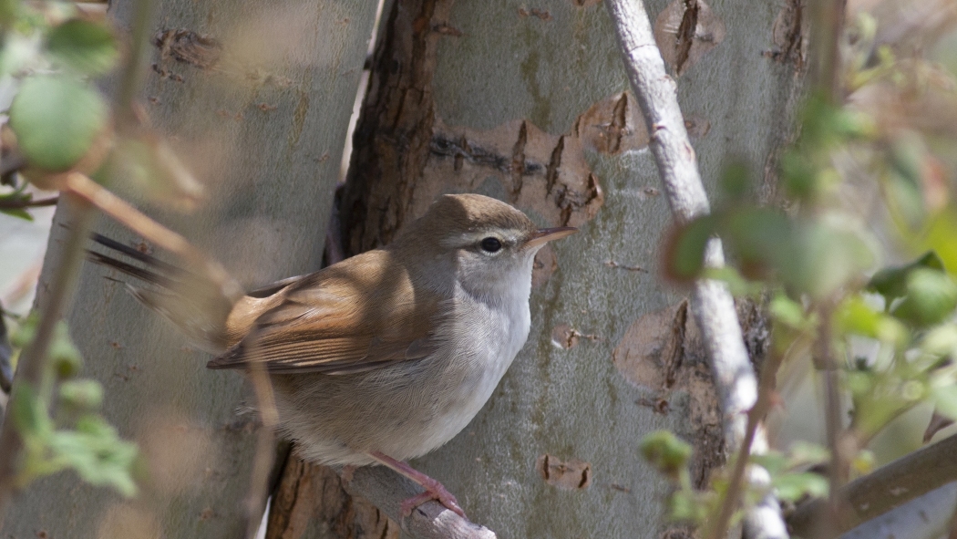 Cetti`s Warbler