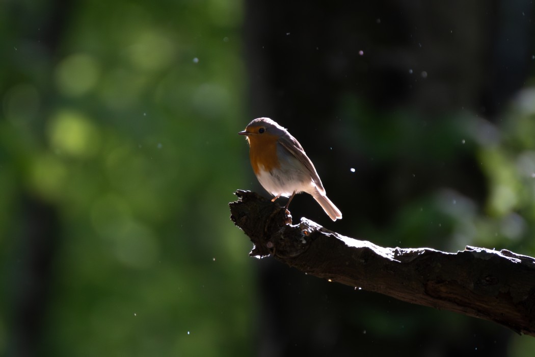 European Robin