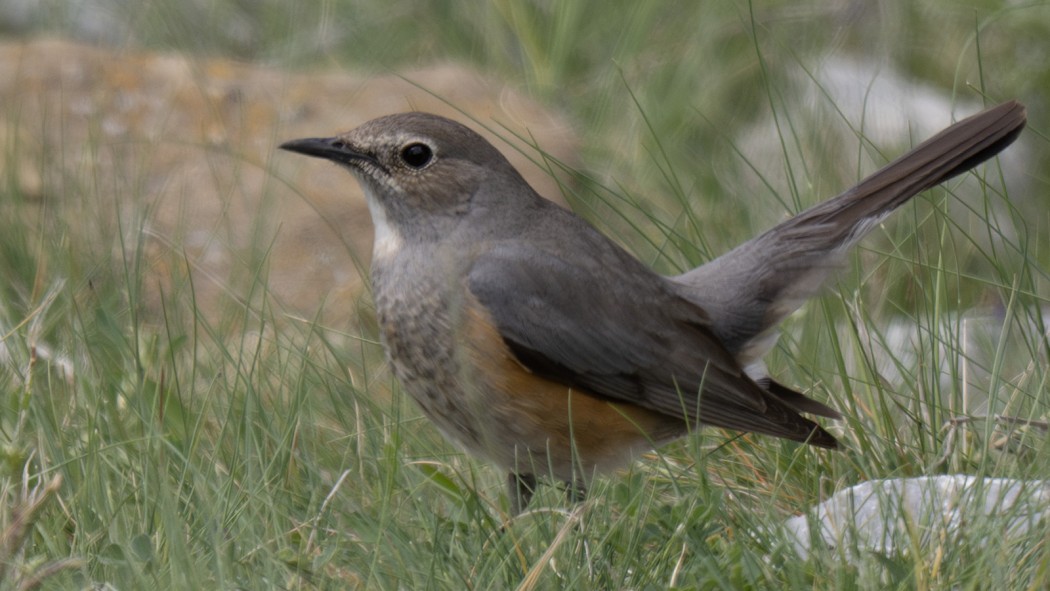 White-throated Robin