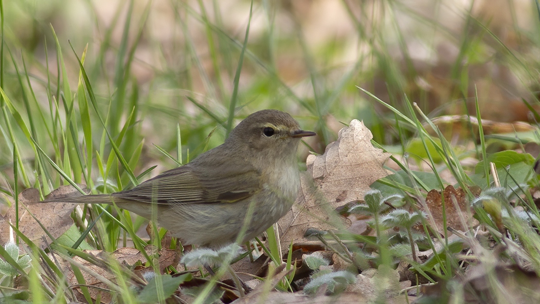 Common Chiffchaff